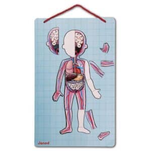 Bodymagnet en 12 Idiomas – Juego educativo magnético – Janod – Descubre el cuerpo humano desde 7 años
